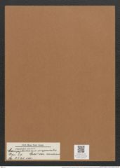 Campylodiscus imperialis var. medius Grev. (de-Toni-Nr.: Genus 57, Species 2430) Zeichnungen Sammlung Grunow Mappe 02614 (Herbarium_W_Grunow_drawings_Folder_02614)